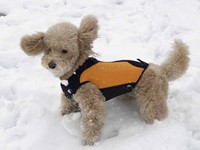 Cressi Dog Wetsuit 3mm-2