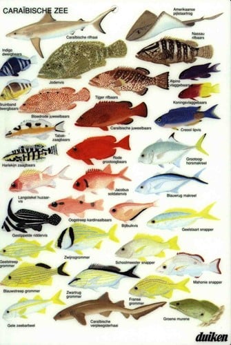 Visherkenningskaart Caraibische Zee