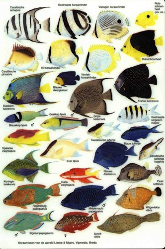 Visherkenningskaart Caraibische Zee-2